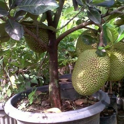 Bibit Nangka Mini Jual Bibit Pohon Nangka Mini Asli Harga 2022