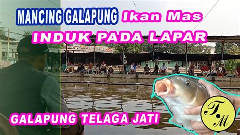 Mancing Galapung Induk Pada Lapar Ikan Mas Youtube