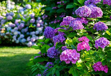 Top Shade Perennials Hydrangea Lawncentral