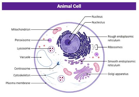 Structure of an Animal Cell: An Illustrated Diagram