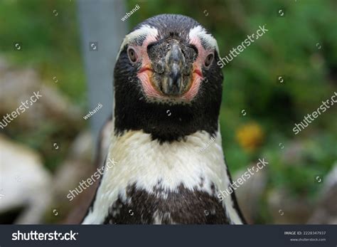 Portrait Penguin Cute Beak Stock Photo 2228347937 | Shutterstock