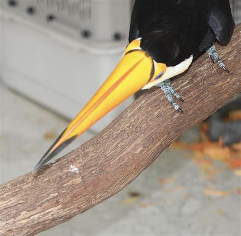 Toco Toucan for sale | Buy Baby Toco Toucan Online - Home Breed Birds