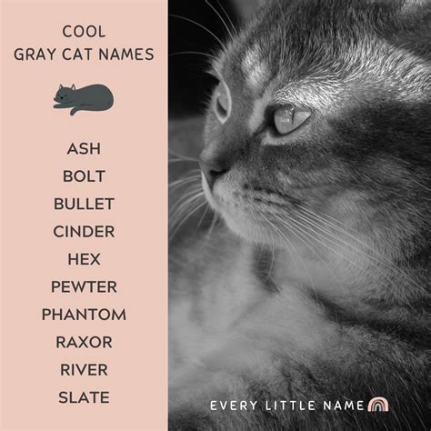 320+ Gray Cat Names (Funny and Purr-fectly Adorable) - Every Little Name