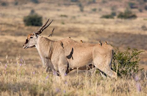 Eland Bull Stock Photo Download Image Now Adult Africa Animal