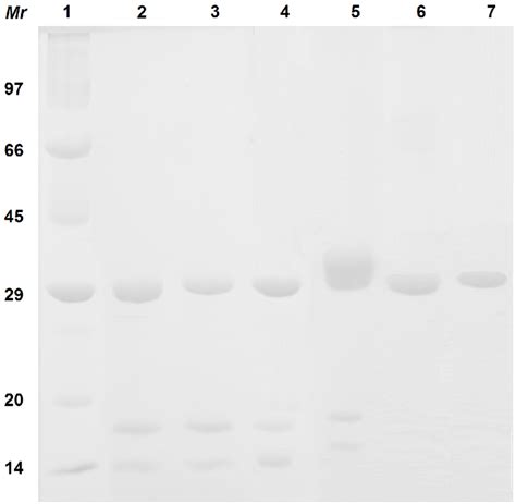 SDS PAGE Of The Purified Lectins 1 Molecular Mass Markers