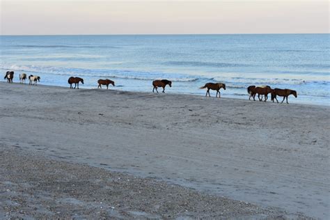 Assateague Island Camping Guide - Chasing Abandon