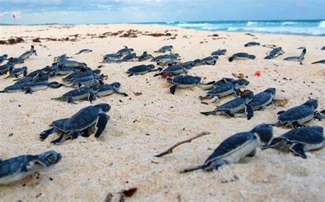 Playas Para Liberar Tortugas En México Revista Vía México