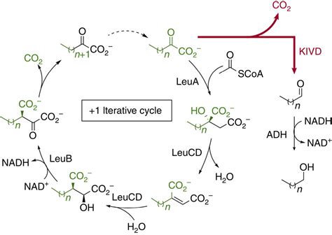 Integrative Genomic Mining For Enzyme Function To Enable Engineering Of