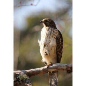 Broad Winged Hawk Trending Breeds