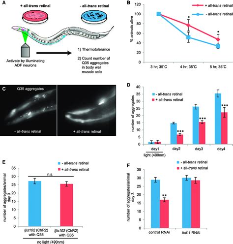 Optogenetic Stimulation Of Adf And Nsm Neurons Increases Download