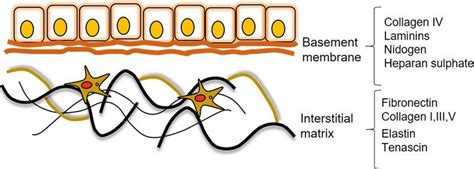 Schematic Representation Of The Two Types Of Extracellular Matrix