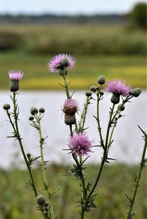 Thistle Arrangement Photograph by Warren Thompson - Fine Art America