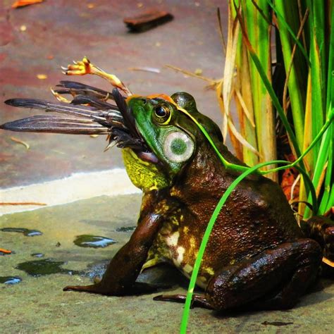 Bullfrog catches and eats a bird : r/natureismetal