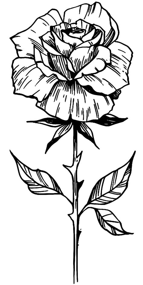 Desenho De Rosas Para Colorir Desenhos Para Colorir E Imprimir Gratis