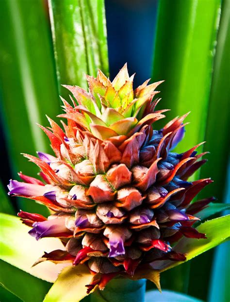 Flowering pineapple - Tropics @Home