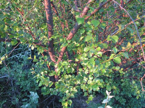 Water birch – AWES | Agroforestry and Woodlot Extension Society of Alberta