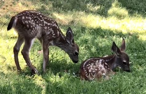 Fawns being cute : r/deer