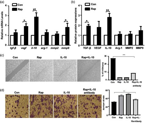 Rapamycin Treated M Macrophages Promote Migration And Invasion By