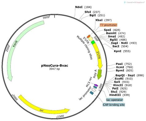 Mrna