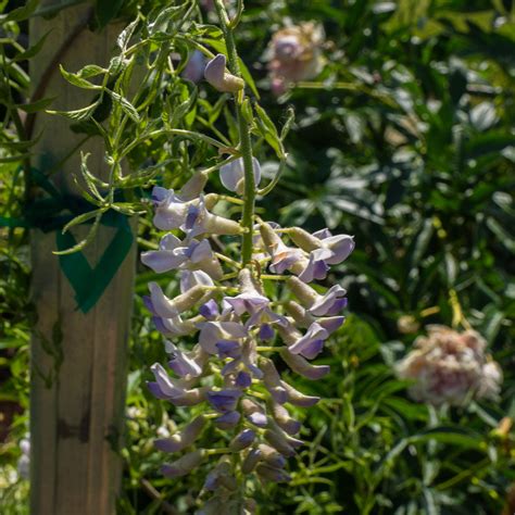 Wisteria 'Blue Moon' - Davenport Garden Centre