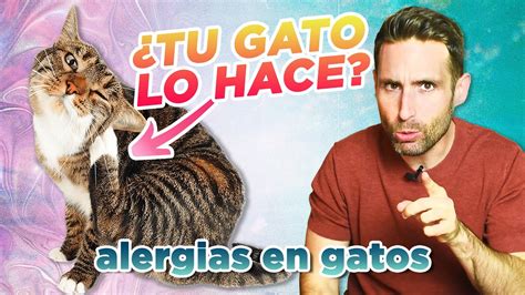 Cómo saber si TU GATO tiene ALERGIA Alergias en gatos a pulgas