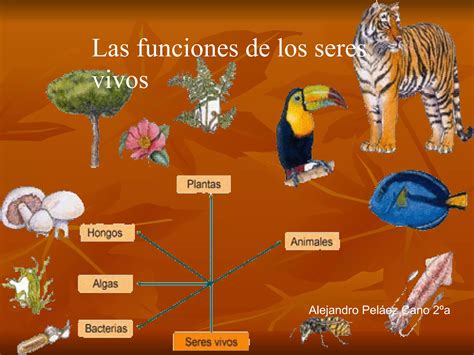 Las Funcione De Los Seres Vivos Ppt