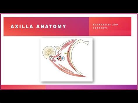 an image of axilla anatomy with the words'axilia anatomy'on it