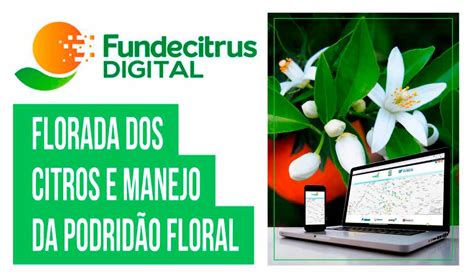 Fundecitrus Promove Webinar Sobre Florada Dos Citros E Manejo Da