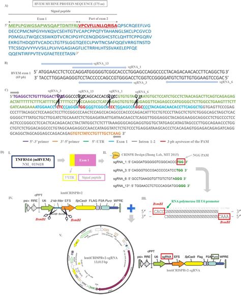 Bsmbi Cloning Site Addgene Inc Bioz