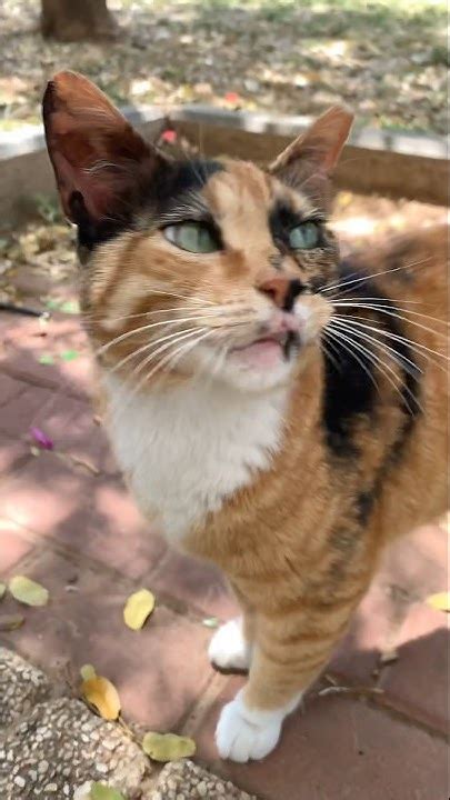 A Very Hungry And Vocal Calico Cat Meowing For Food Youtube