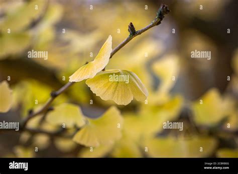 Ginkgo Biloba Leaves On A Branch With A Shallow Depth Of Field Stock