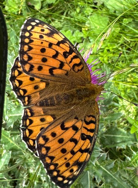 Photo Dark Green Fritillary Speyeria Aglaja Observation Org