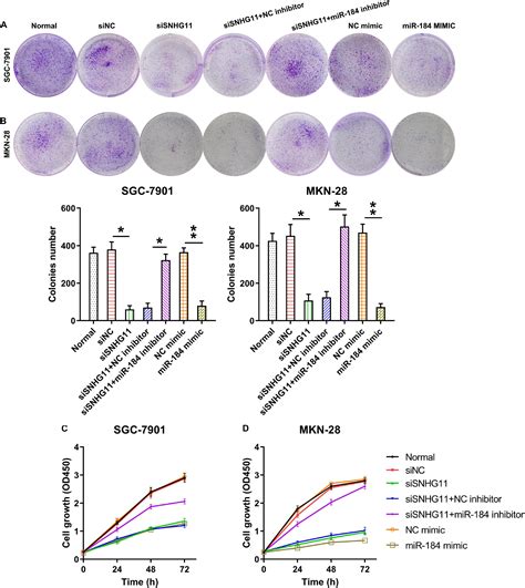 Frontiers Assessing The Regulatory Functions Of Lncrna Snhg11 In