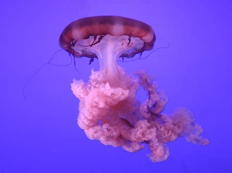 Jellyfish at the Ripley's Aquarium [OC] : r/AnimalPorn