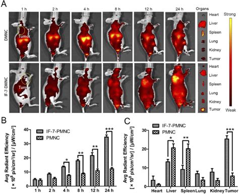 In Vivo Tumor Targeting Efficacy Evaluation Of Dmnc And If 7 Dmnc A