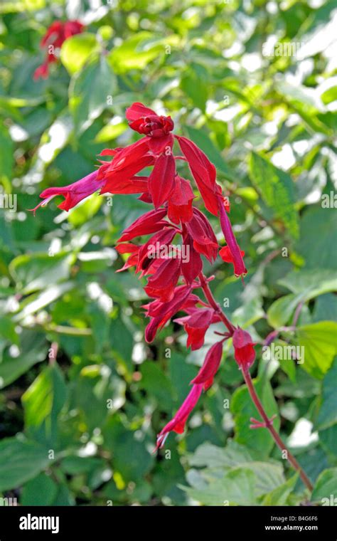 Salvia Splendens Van Houttei Hi Res Stock Photography And Images Alamy