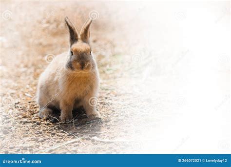 Rabbit On Farm And Sunshine Stock Image Image Of Nature Ladies