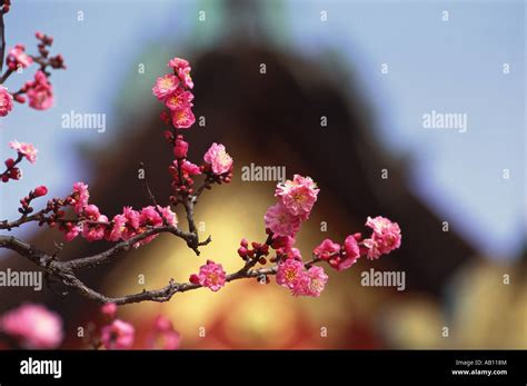 Plum Blossoms Kitano Tenmangu Shrine Kyoto Prefecture Japan Stock Photo