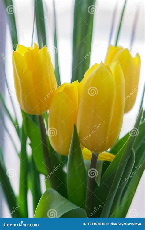 Closeup of Yellow Tulips Bouquet Stock Image - Image of white, decoration: 174104845