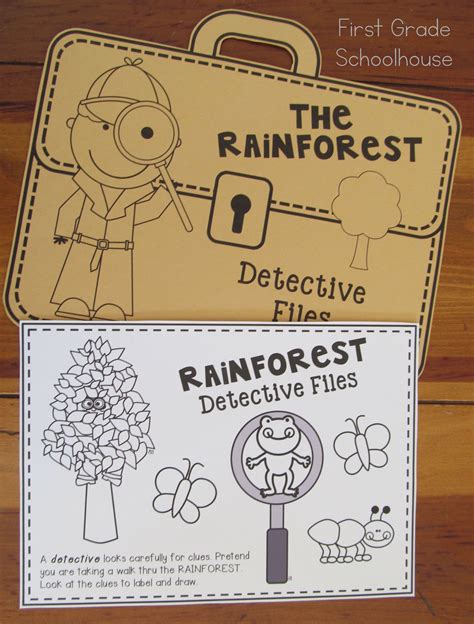 Rainforest Activities & Amazon Rainforest Animals and Their Habitat ...