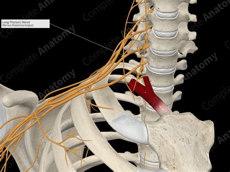 Long Thoracic Nerve Complete Anatomy