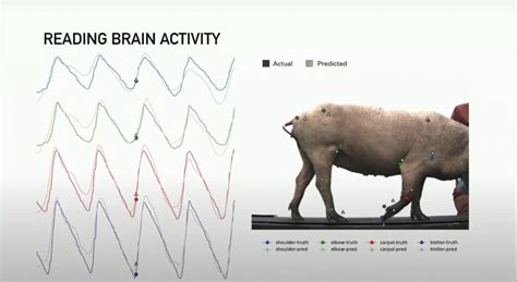 Elon Musks Neuralink Unveils Sleek V09 Device Uses Sassy Pigs For