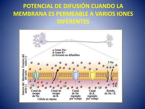 Ppt Membranas BiolÓgicas Powerpoint Presentation Free Download Id 935472