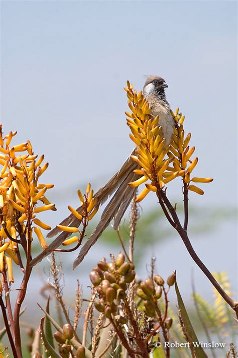 Birds Of East Africa Largest And Most Popular Gallery On The Website