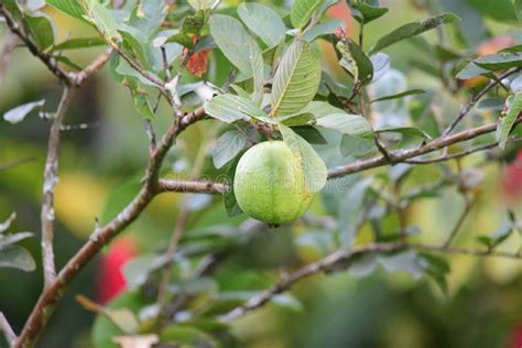 Guava Fruit stock image. Image of fruits, tree, tropical - 121965263