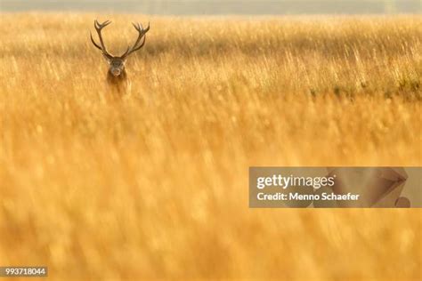 582 Golden Antler Stock Photos High Res Pictures And Images Getty