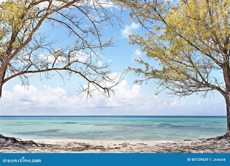 Light Blue Water Sea View Through The Trees Stock Image Image Of