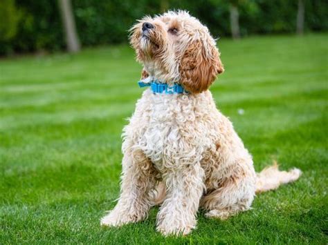 Cavapoo Dog Breed Ukpets