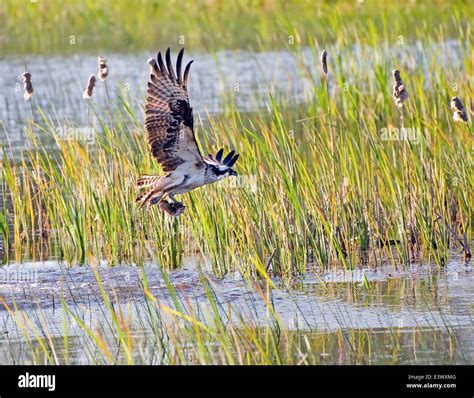 Osprey Catching a Fish Stock Photo - Alamy