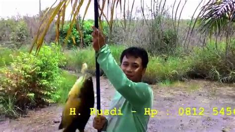 Mancing Ikan Papuyu Betok Kalimantan 01 Pangkalan Bun Youtube